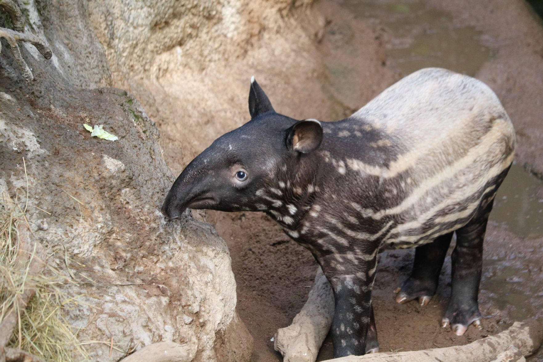 Malayan tapir calf